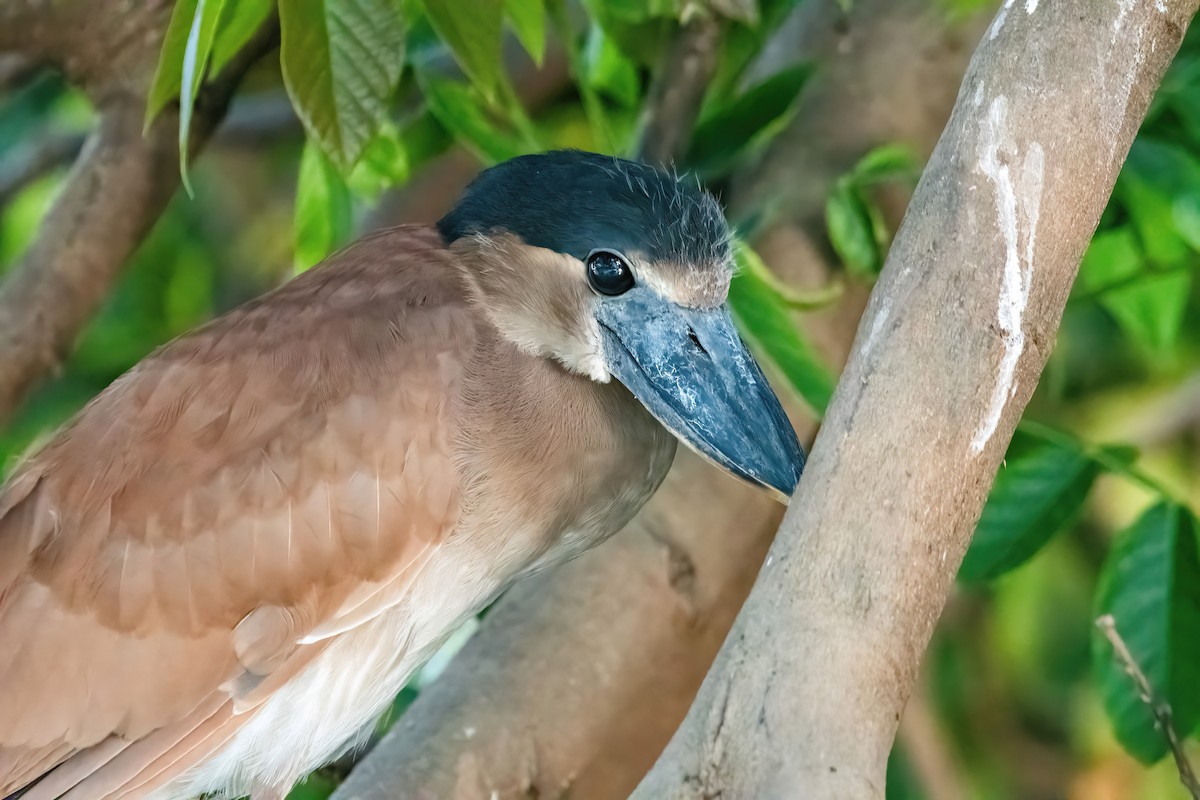Boat-billed Heron - ML641775268