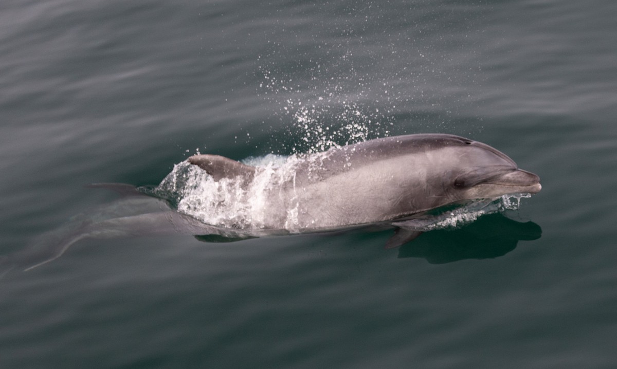 Common Bottlenose Dolphin - ML641775269