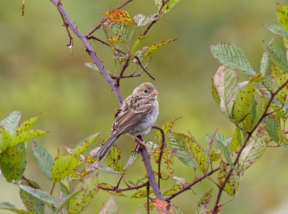 Field Sparrow - ML641775282