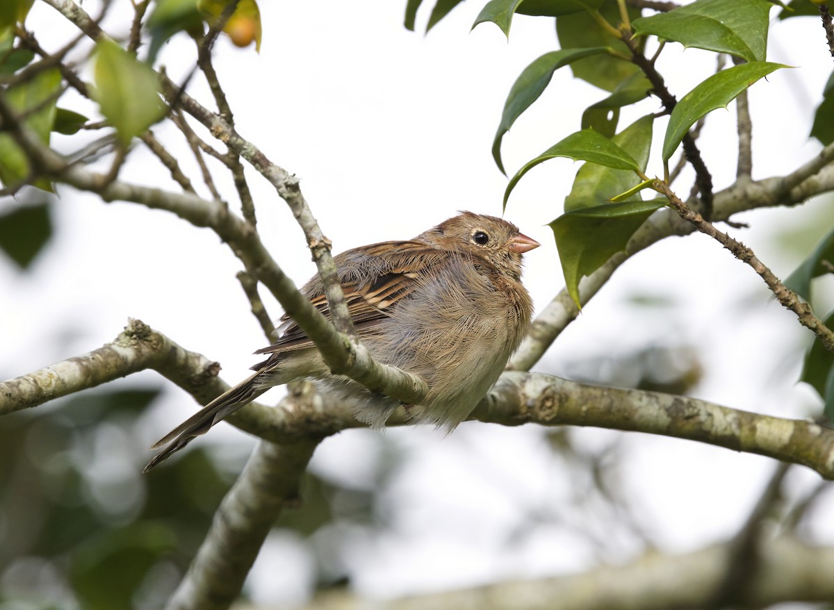 Field Sparrow - ML641775283