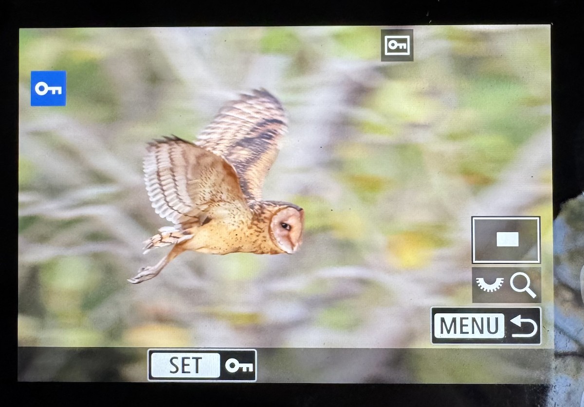 Australasian Grass-Owl - ML641775285