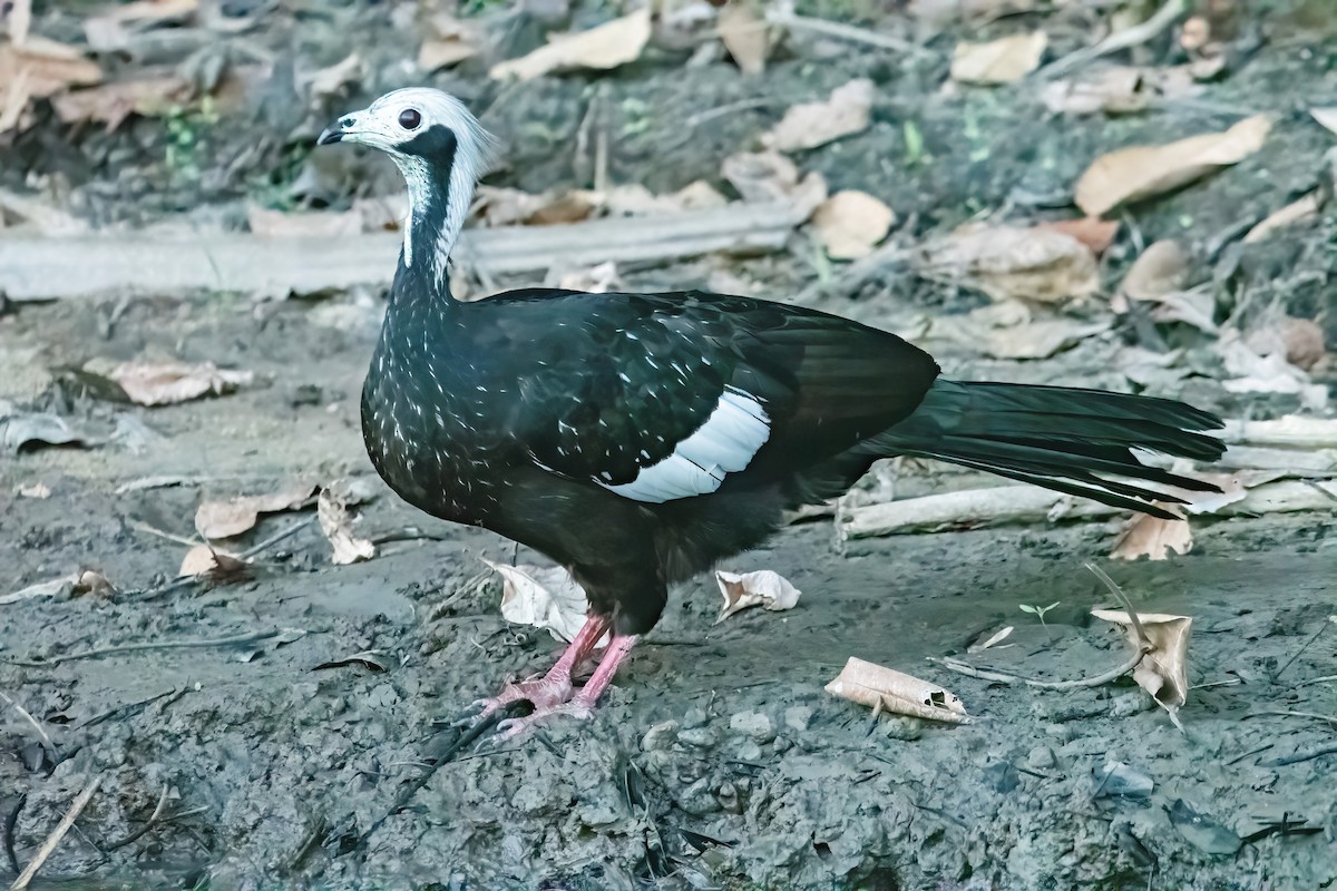 Pava Goliblanca - ML641775300