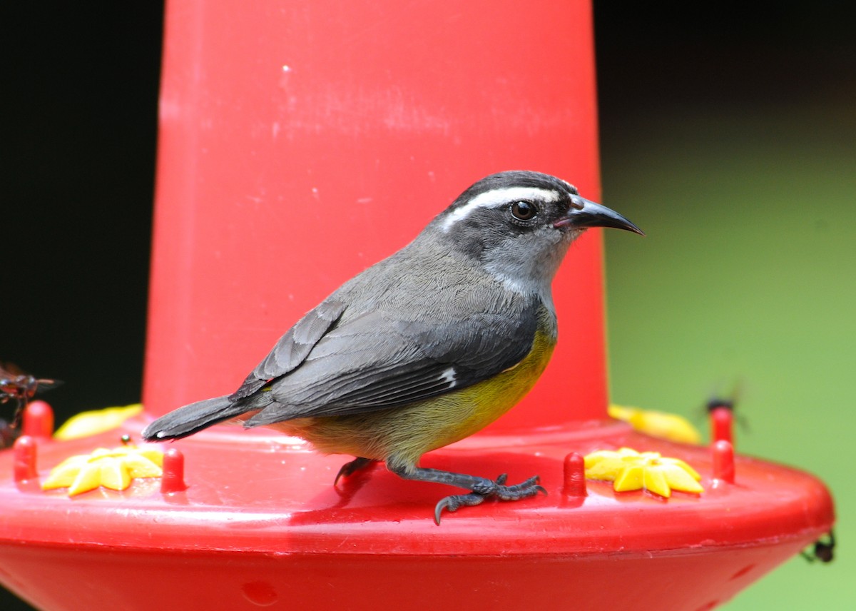 Bananaquit - ML641775312