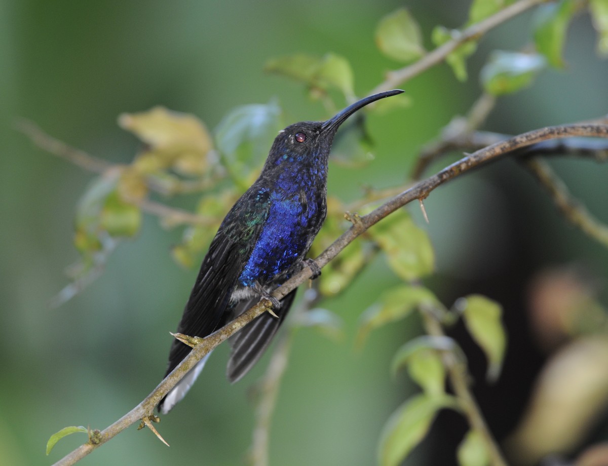 Violet Sabrewing - ML641775381