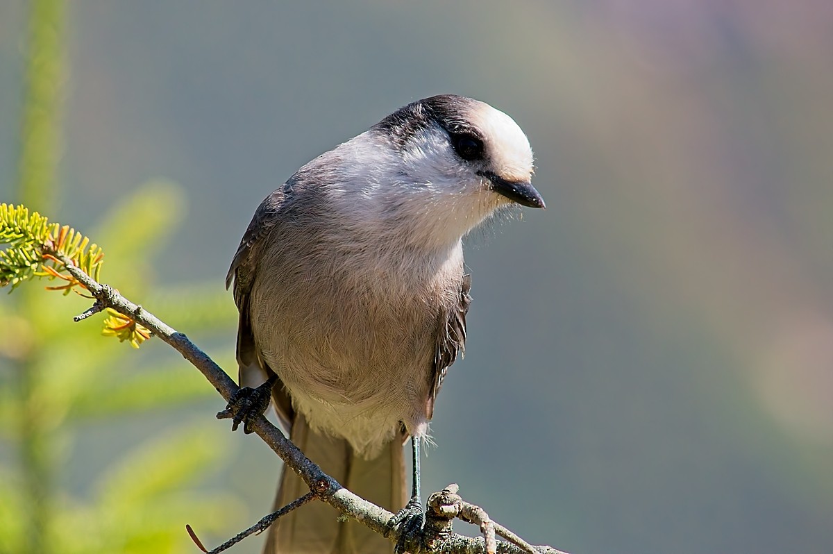 Canada Jay - ML641775432