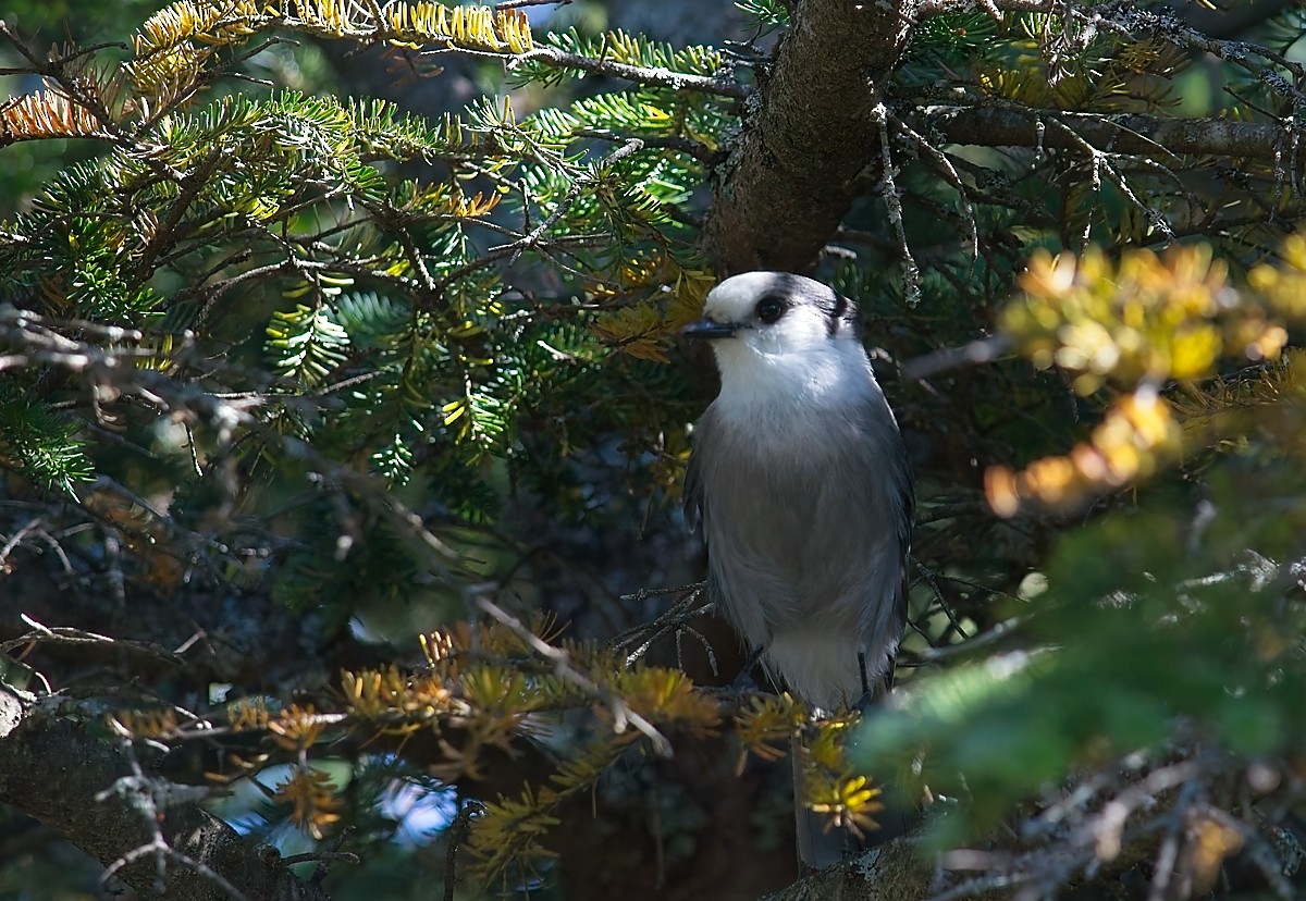Canada Jay - ML641775433
