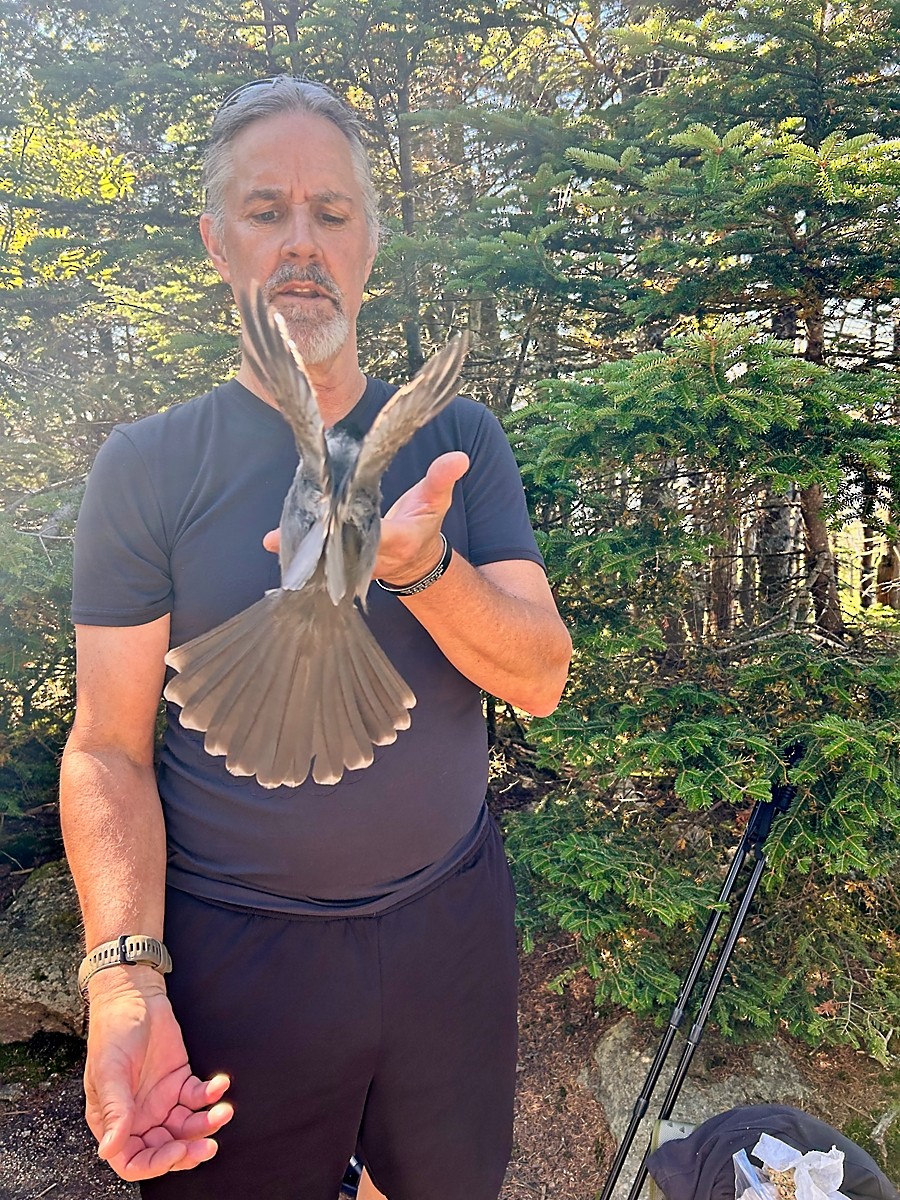 Canada Jay - ML641775434