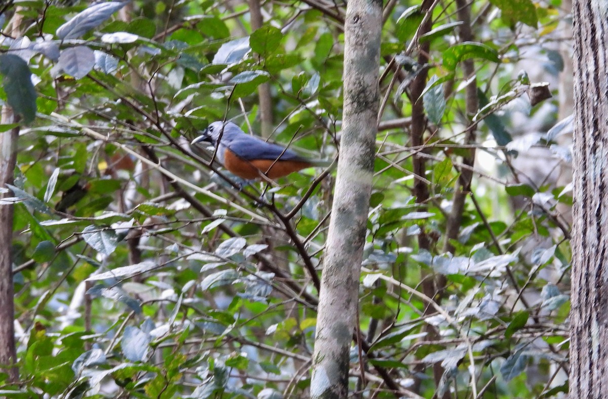 Black-faced Monarch - ML641775439
