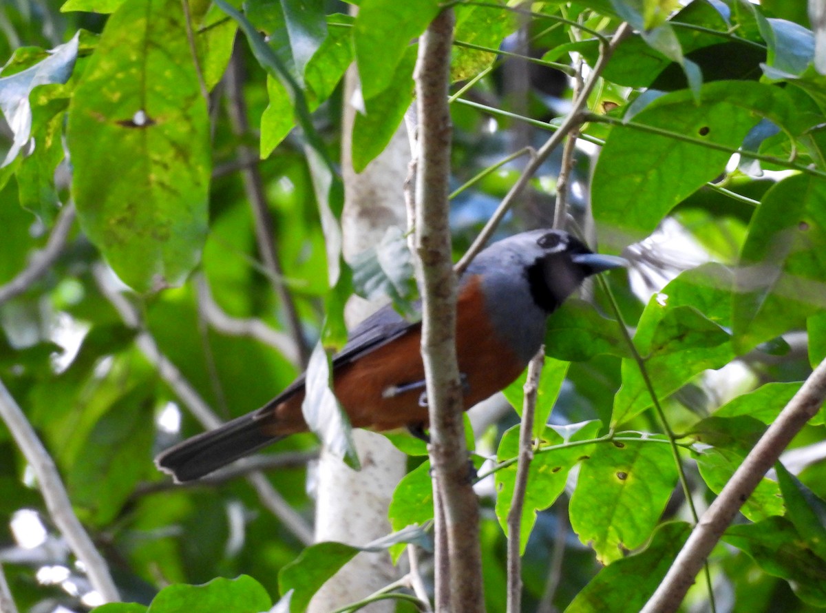 Black-faced Monarch - ML641775445