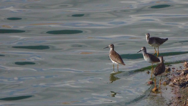 Greater Yellowlegs - ML641775463