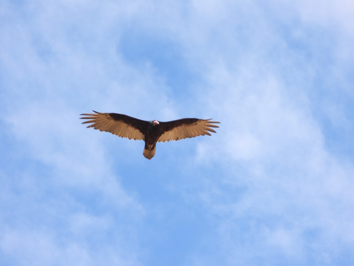 Turkey Vulture - ML641775481