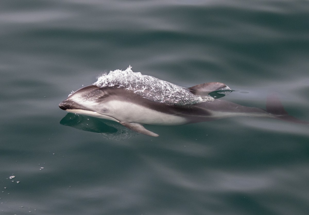 Pacific White-sided Dolphin - ML641775530
