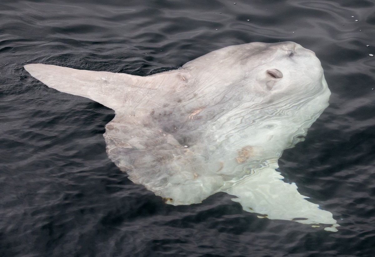 Ocean Sunfish - ML641775531
