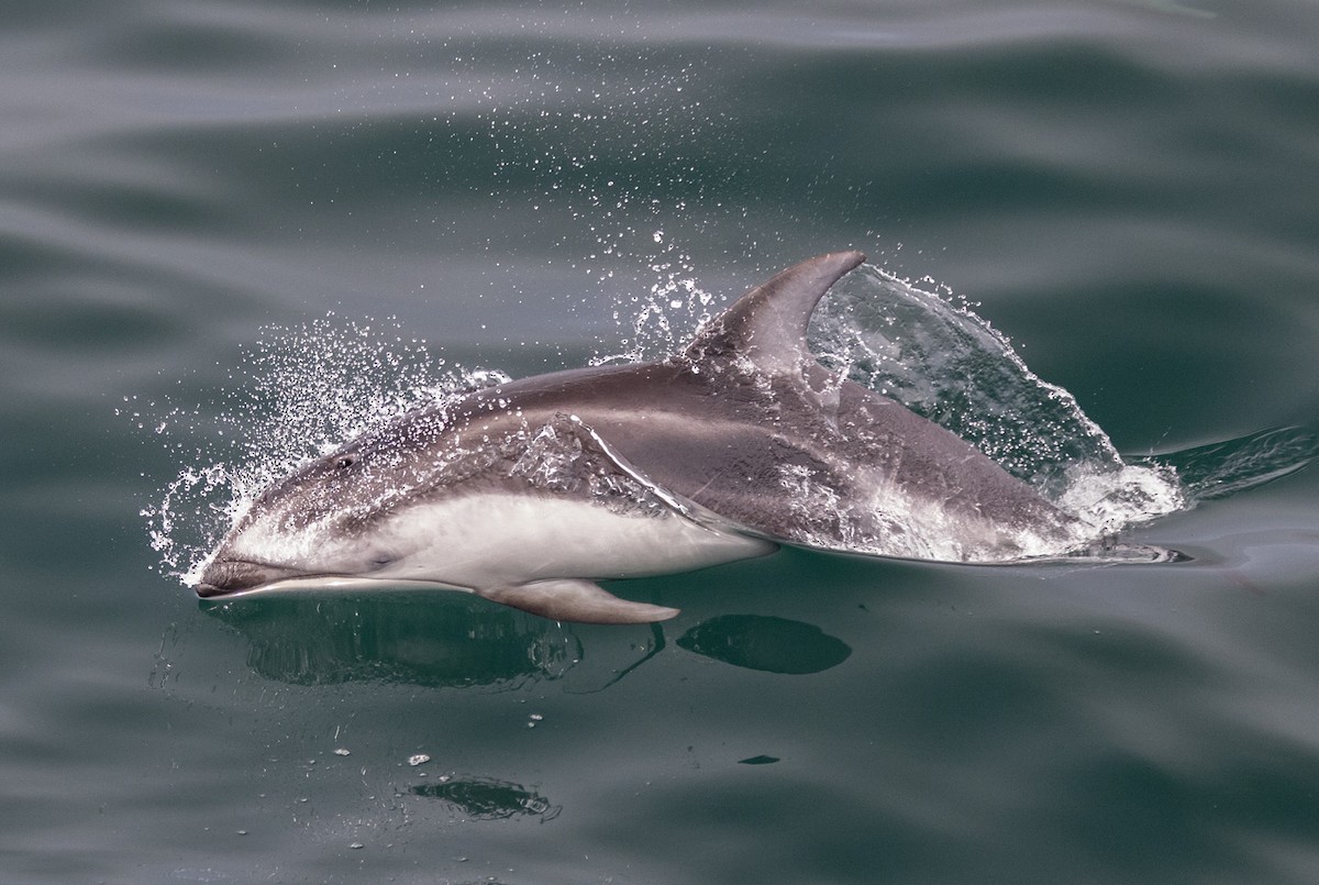 Pacific White-sided Dolphin - ML641775532