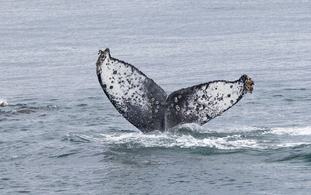 North Pacific Humpback Whale - ML641775533