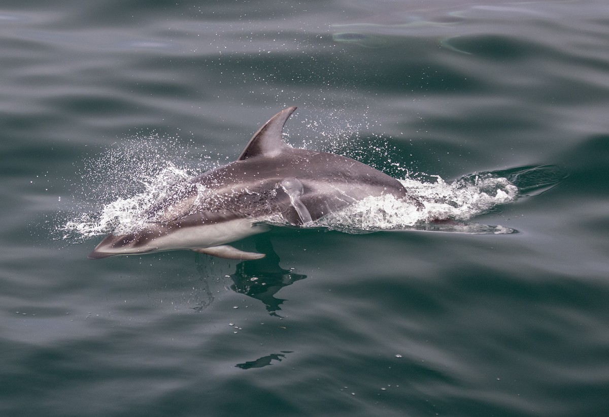 Pacific White-sided Dolphin - ML641775534