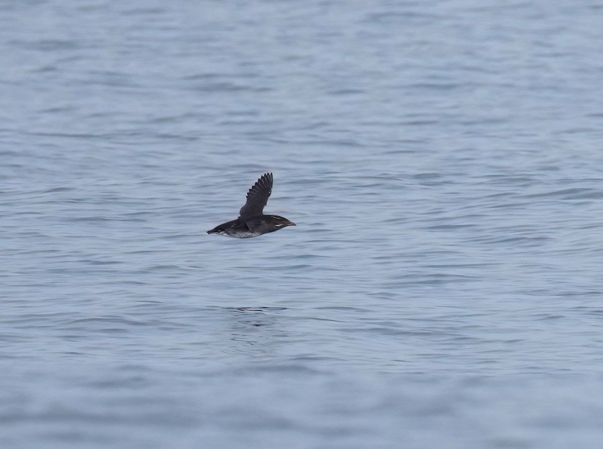 Rhinoceros Auklet - ML641775571