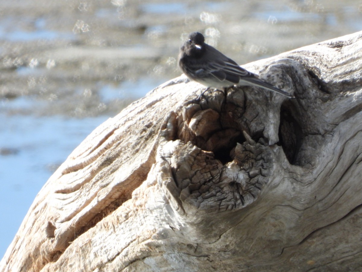 Black Phoebe - ML641775584