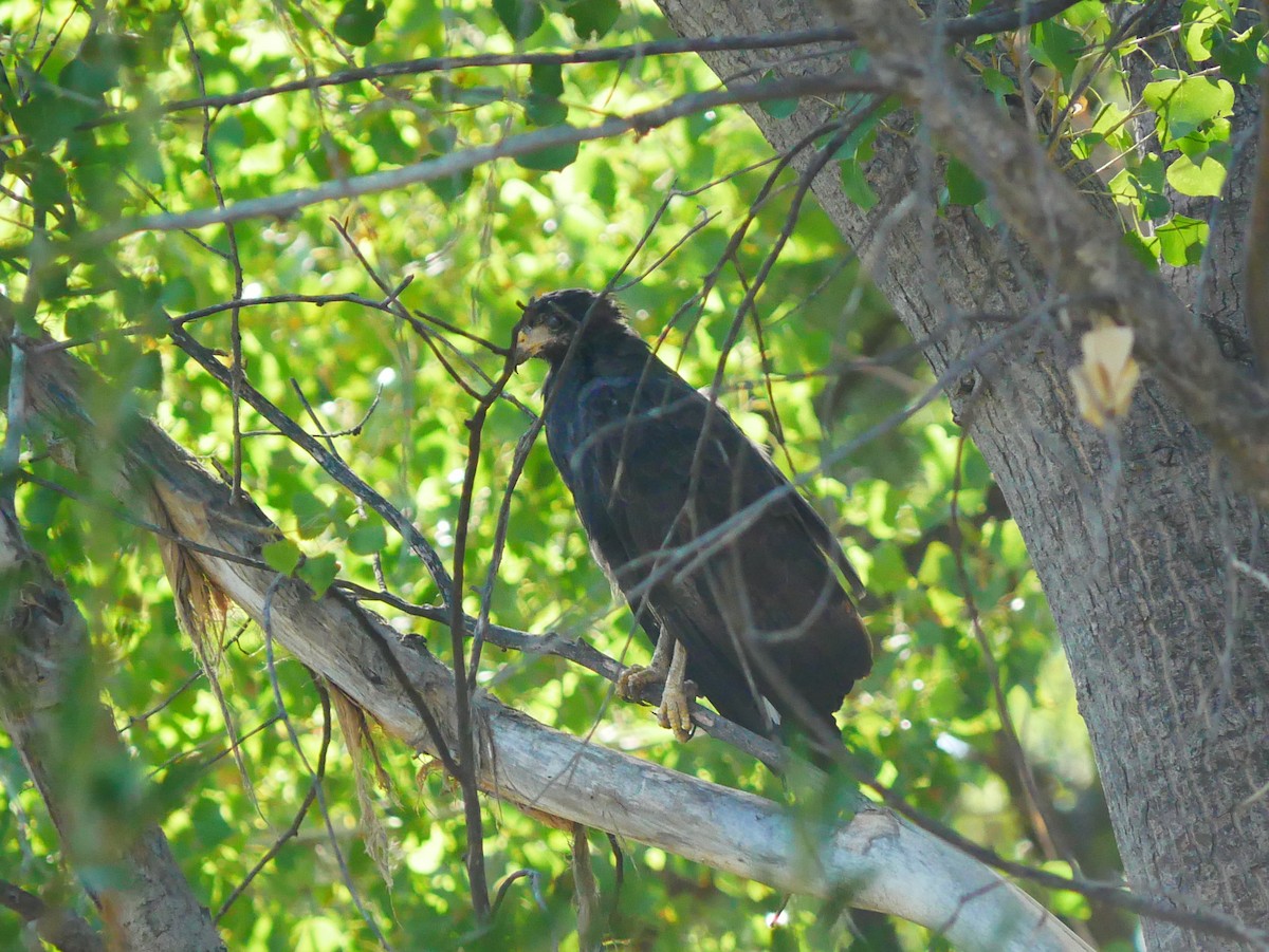 Common Black Hawk - ML641775601