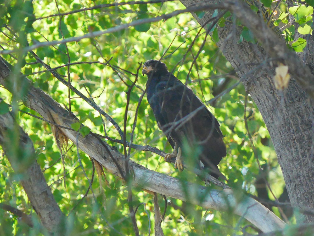 Common Black Hawk - ML641775602
