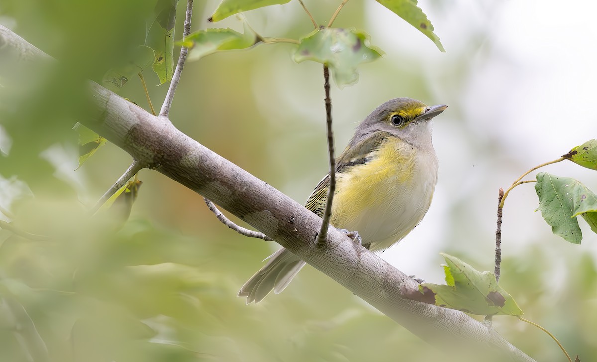 Ak Gözlü Vireo - ML641775616
