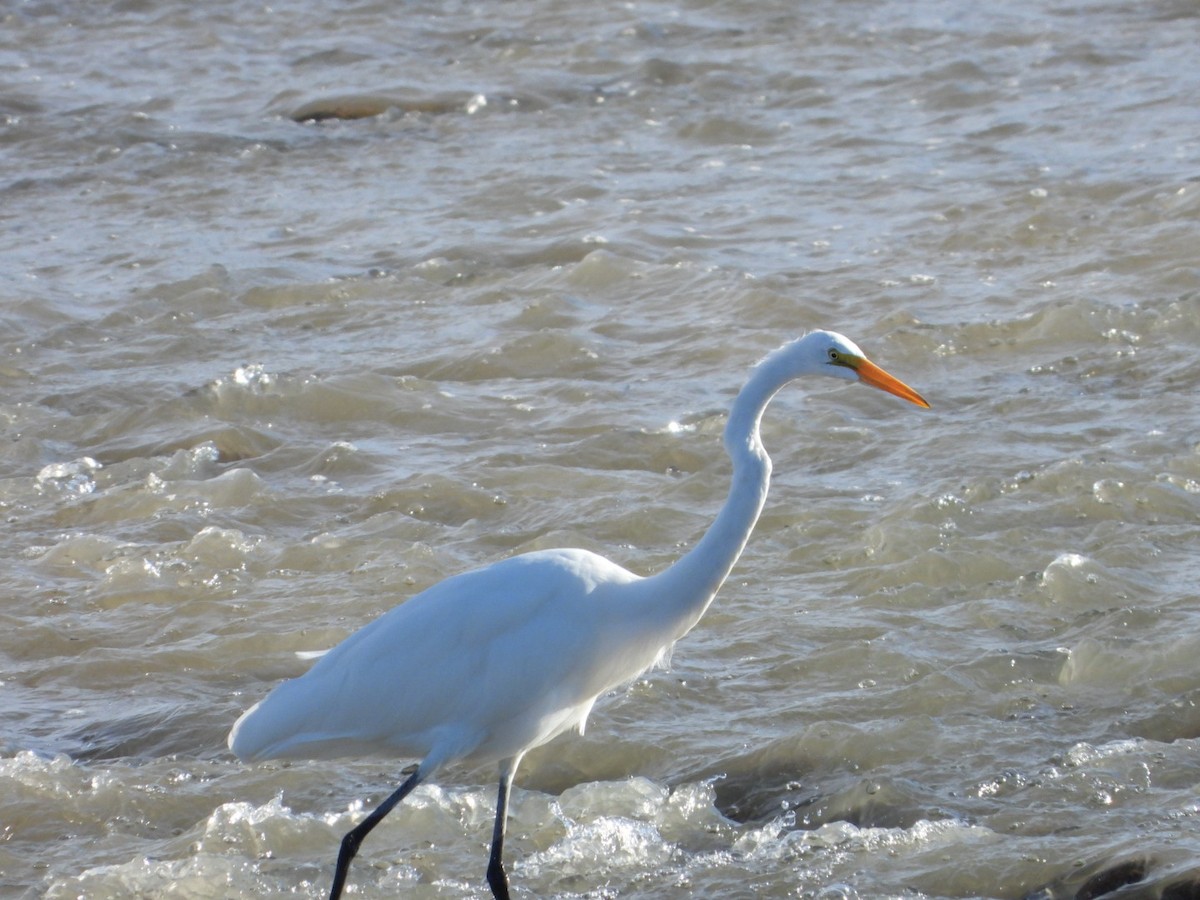 Цасч дэглий - ML641775626