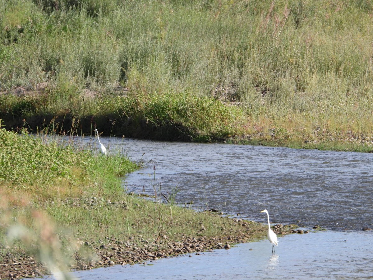 Цасч дэглий - ML641775627