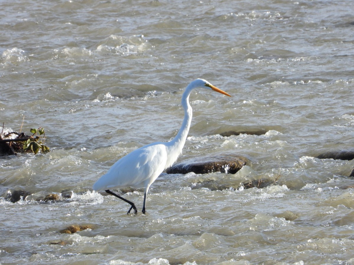 Цасч дэглий - ML641775628
