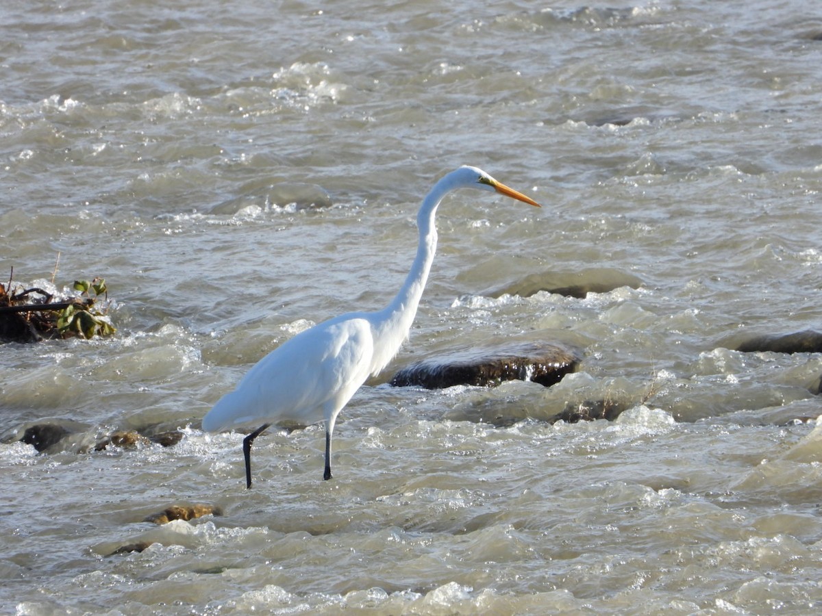 Цасч дэглий - ML641775630