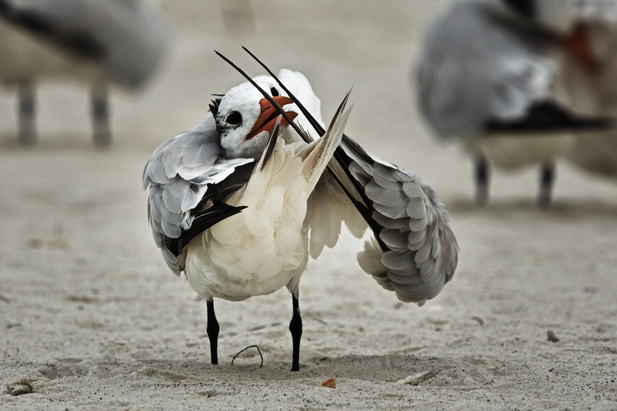 アメリカオオアジサシ - ML641775642