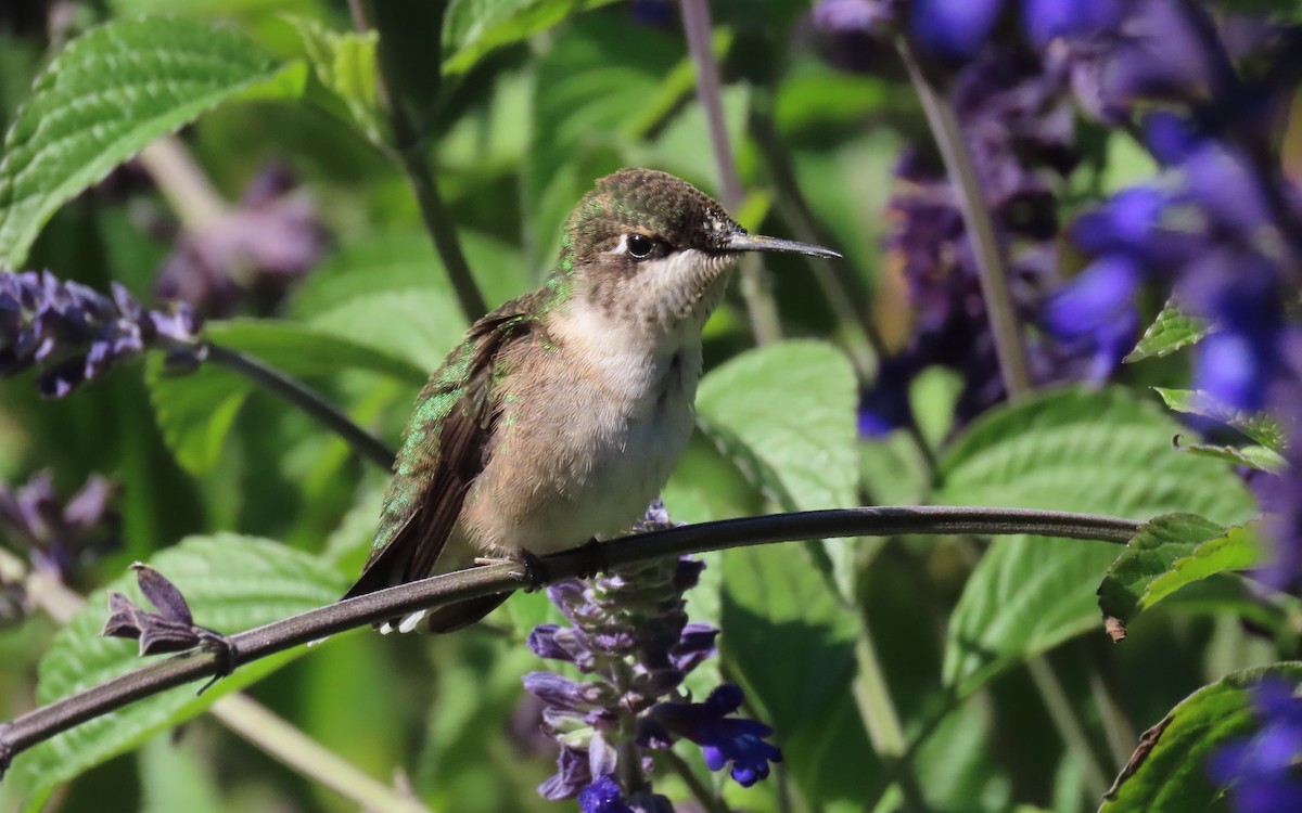 Colibrí Gorjirrubí - ML641775643