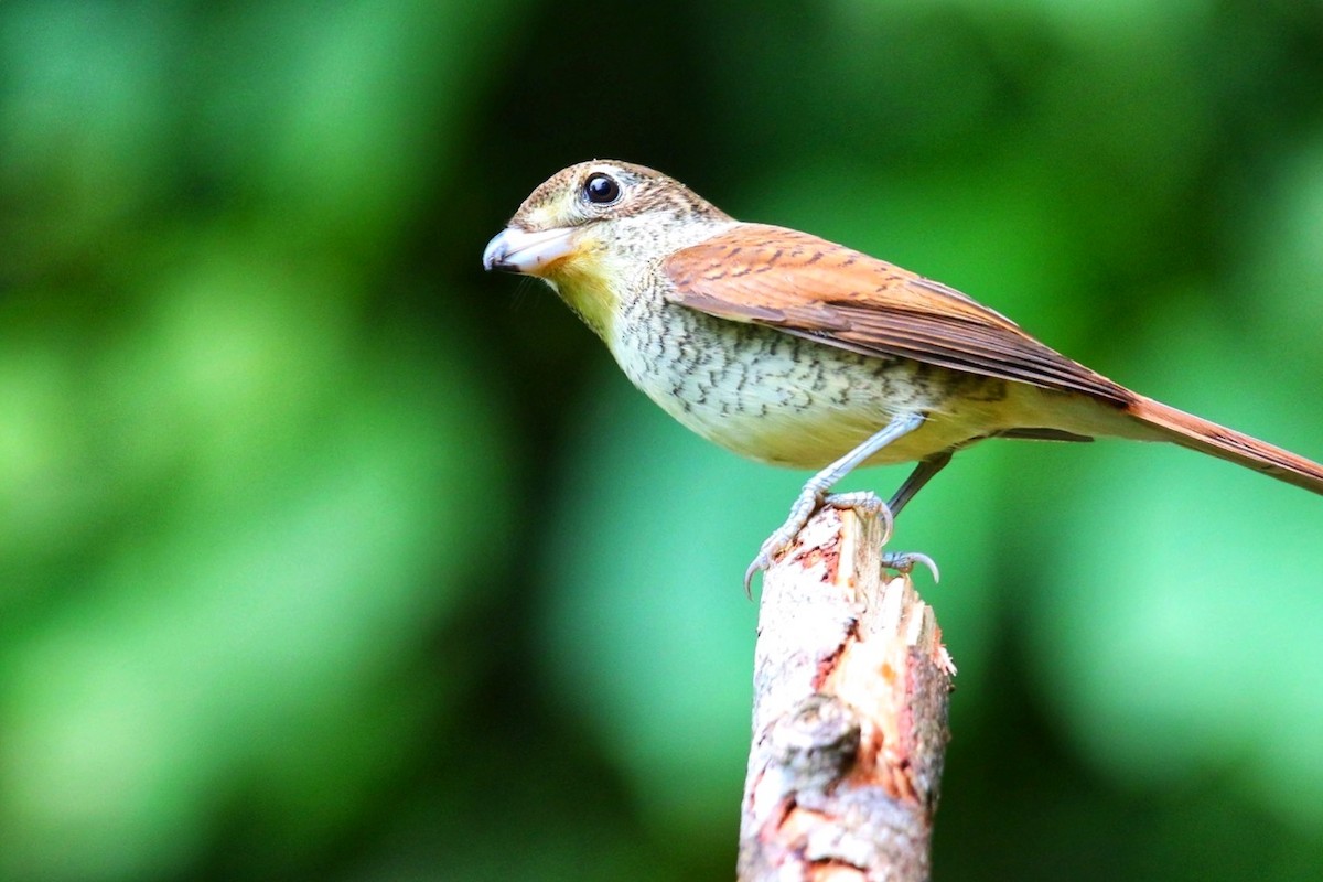 虎紋伯勞 - ML641775646