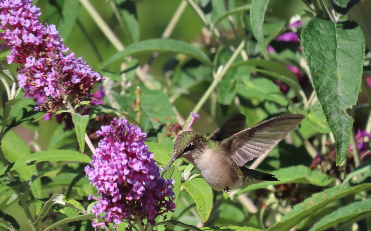Colibrí Gorjirrubí - ML641775660