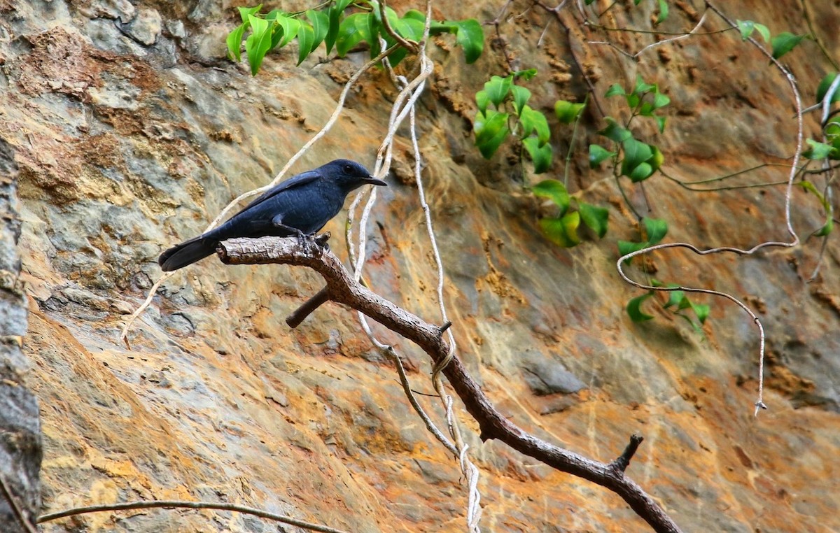 藍磯鶇 - ML641775662