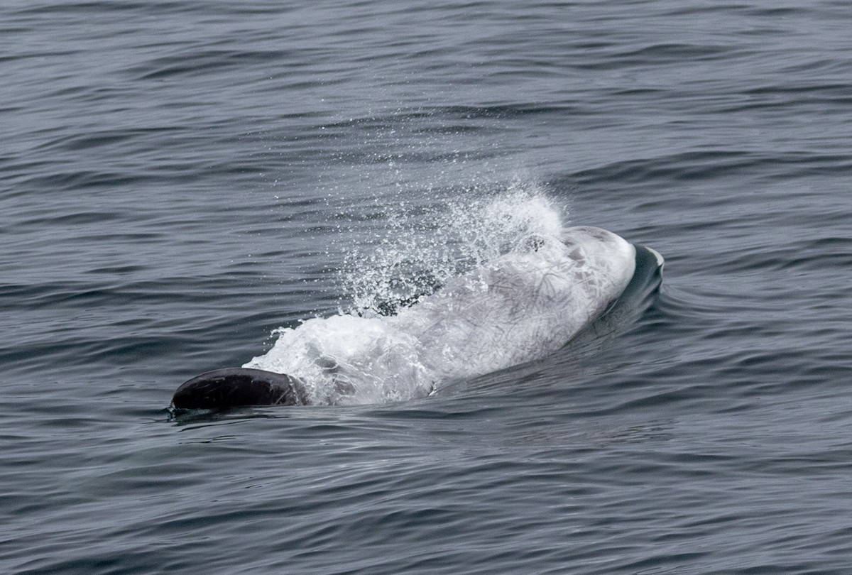 Risso's Dolphin - ML641775717
