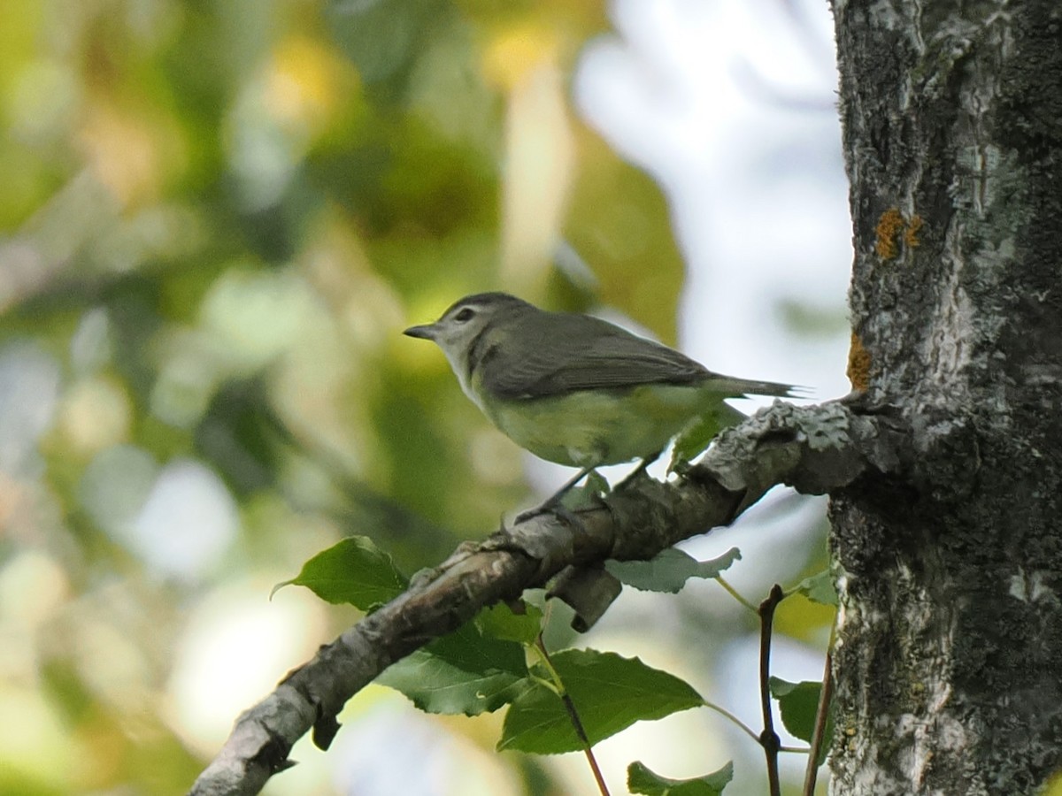 Ötücü Vireo - ML641775730