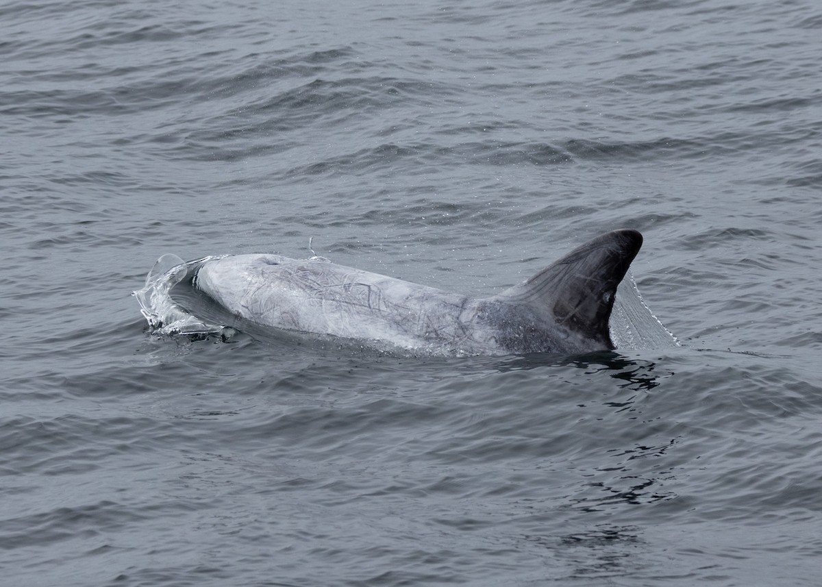 Risso's Dolphin - ML641775747