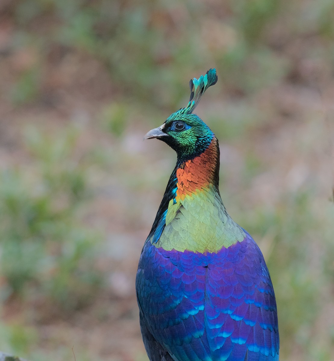 Himalayan Monal - ML641775753