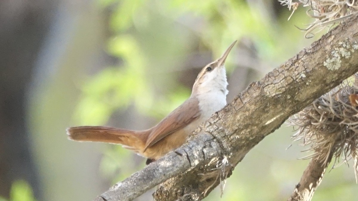 Bolivian Earthcreeper - ML641775760