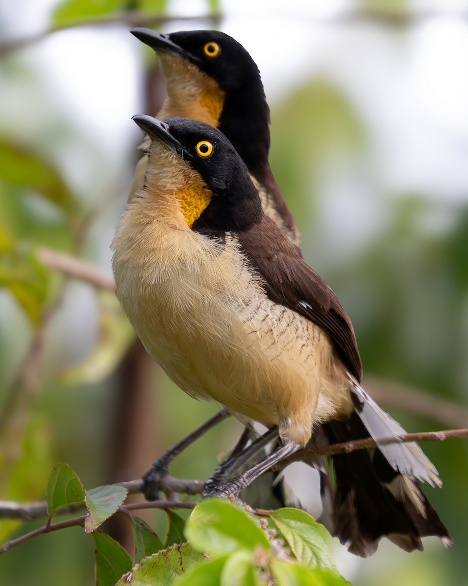 Черноголовый ангу - ML641775767