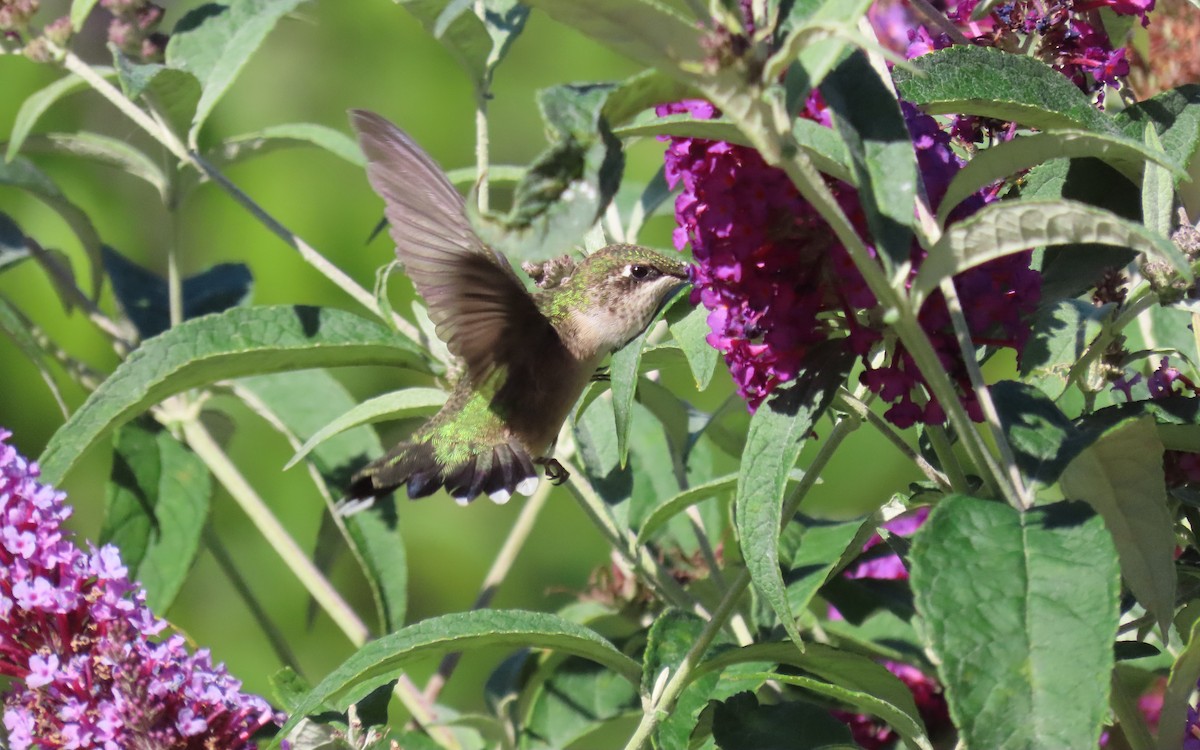 Colibrí Gorjirrubí - ML641775781
