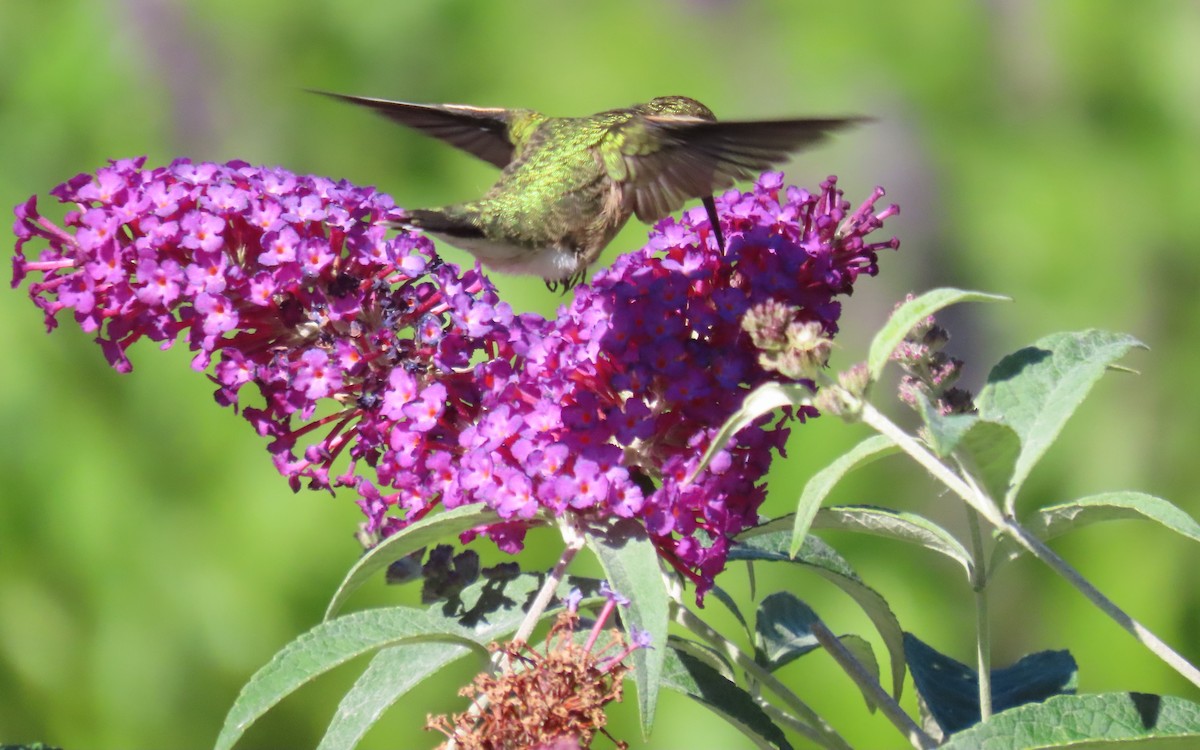 Colibrí Gorjirrubí - ML641775784