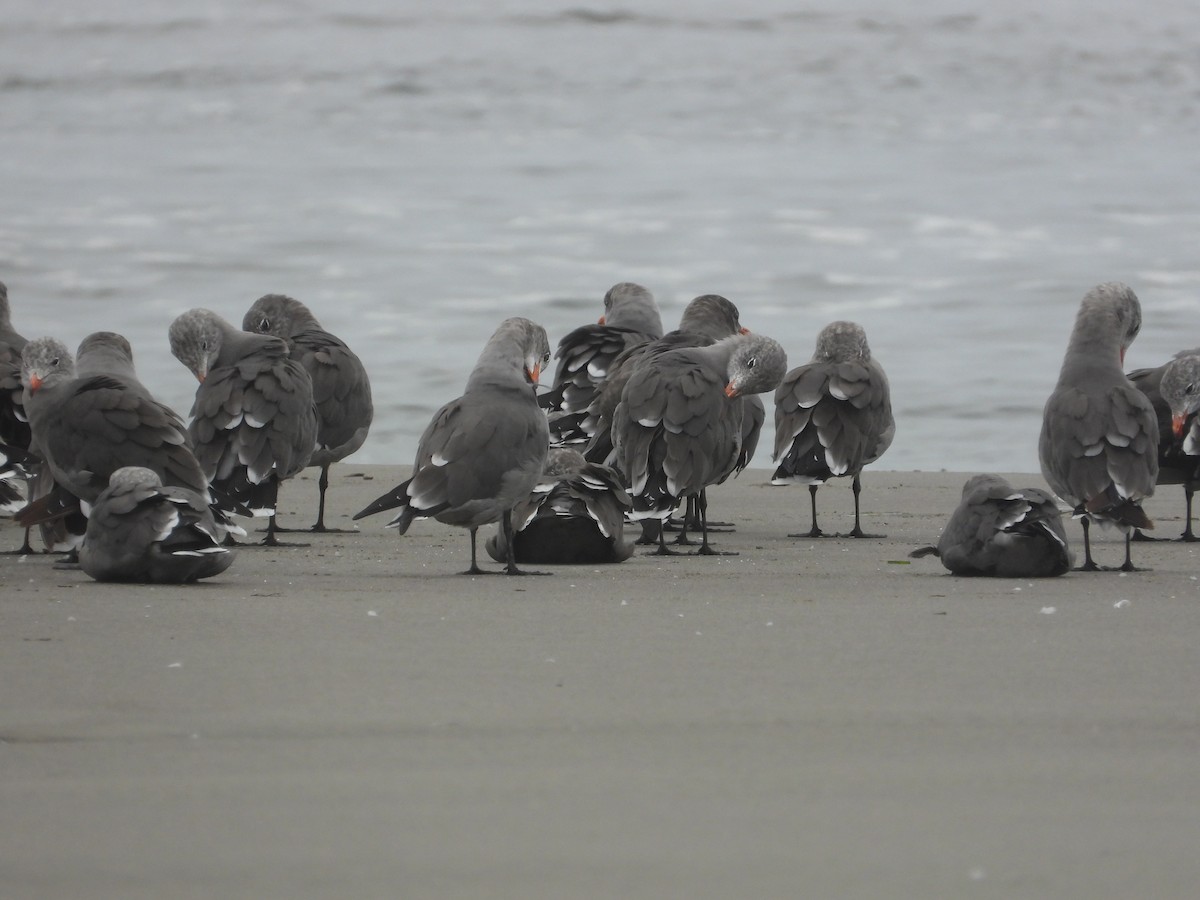 Heermann's Gull - ML641775821