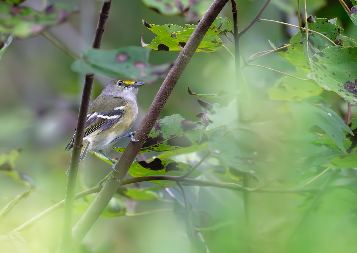 Ak Gözlü Vireo - ML641775824