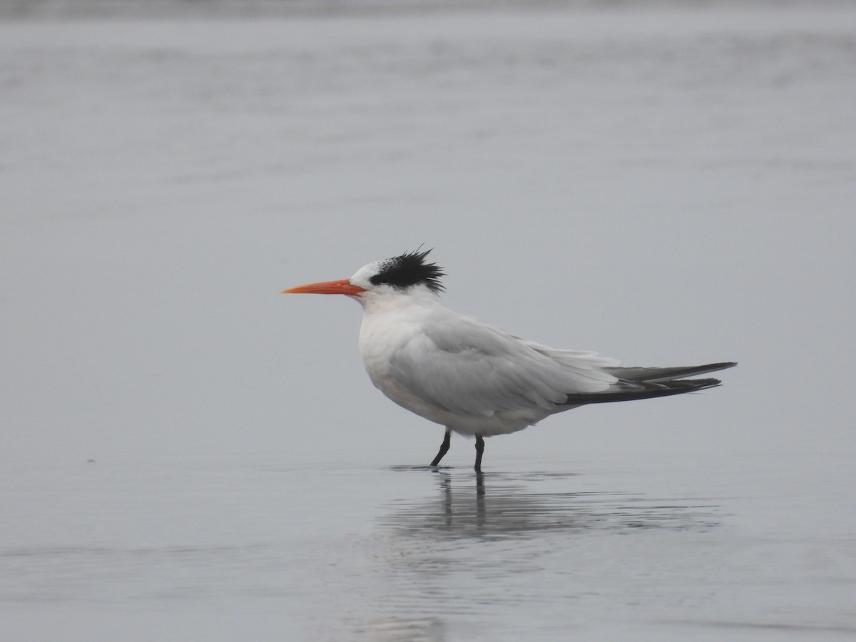 Elegant Tern - ML641775830