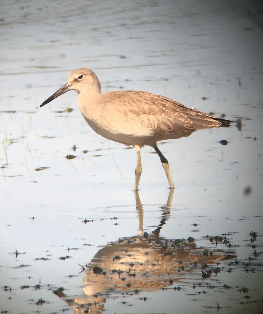 Willet (Western) - ML641775841