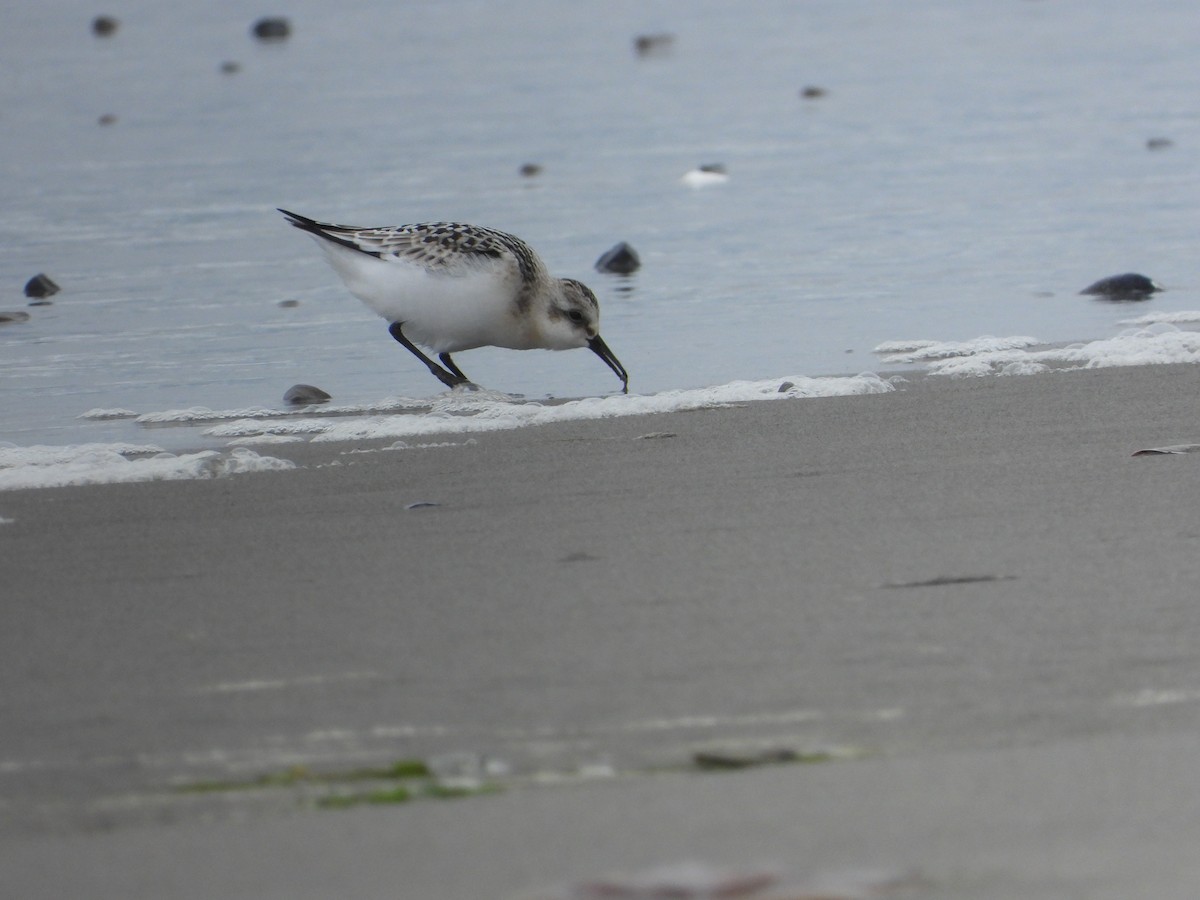 Sanderling - ML641775842