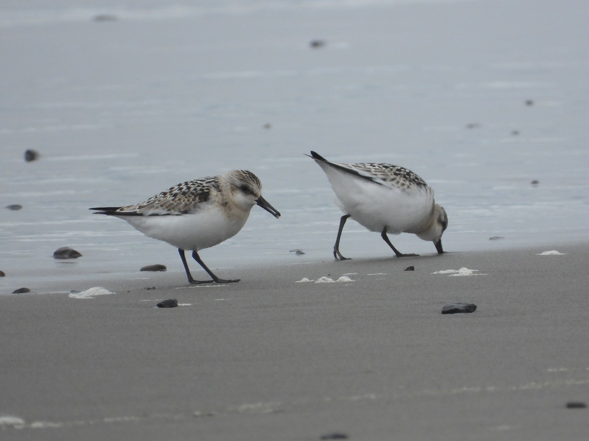 Sanderling - ML641775848