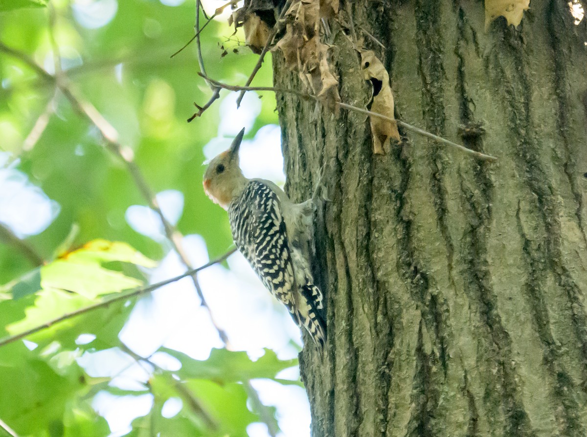 Red-bellied Woodpecker - ML641775849