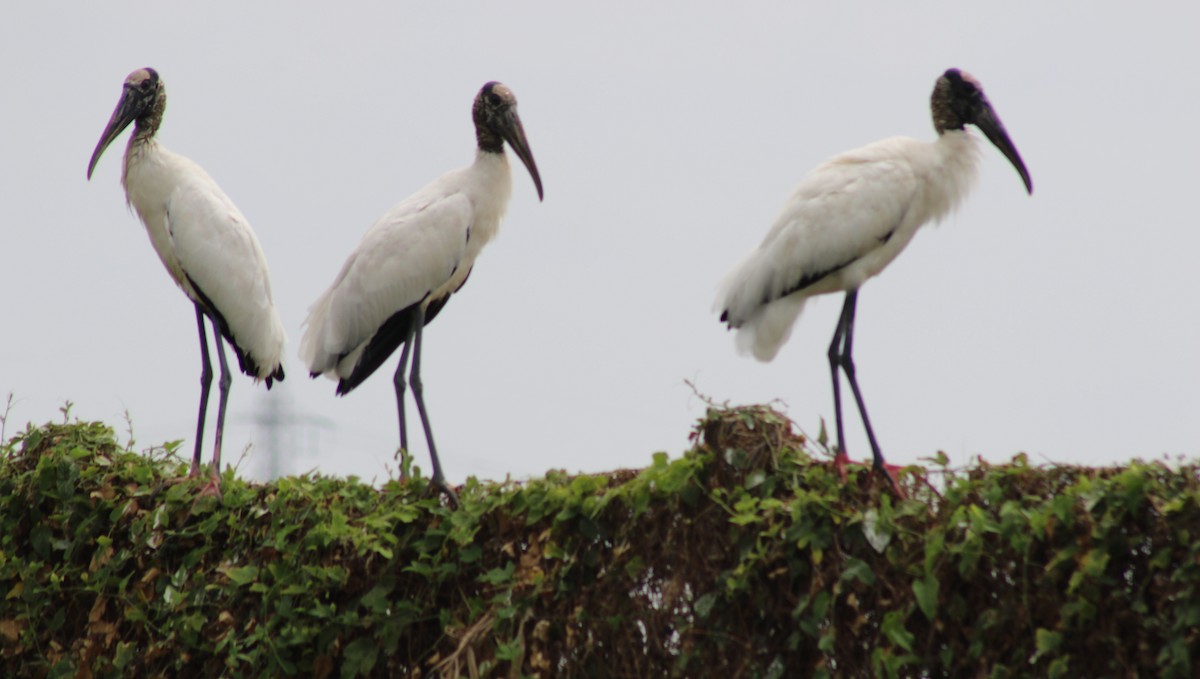 Wood Stork - ML641775856